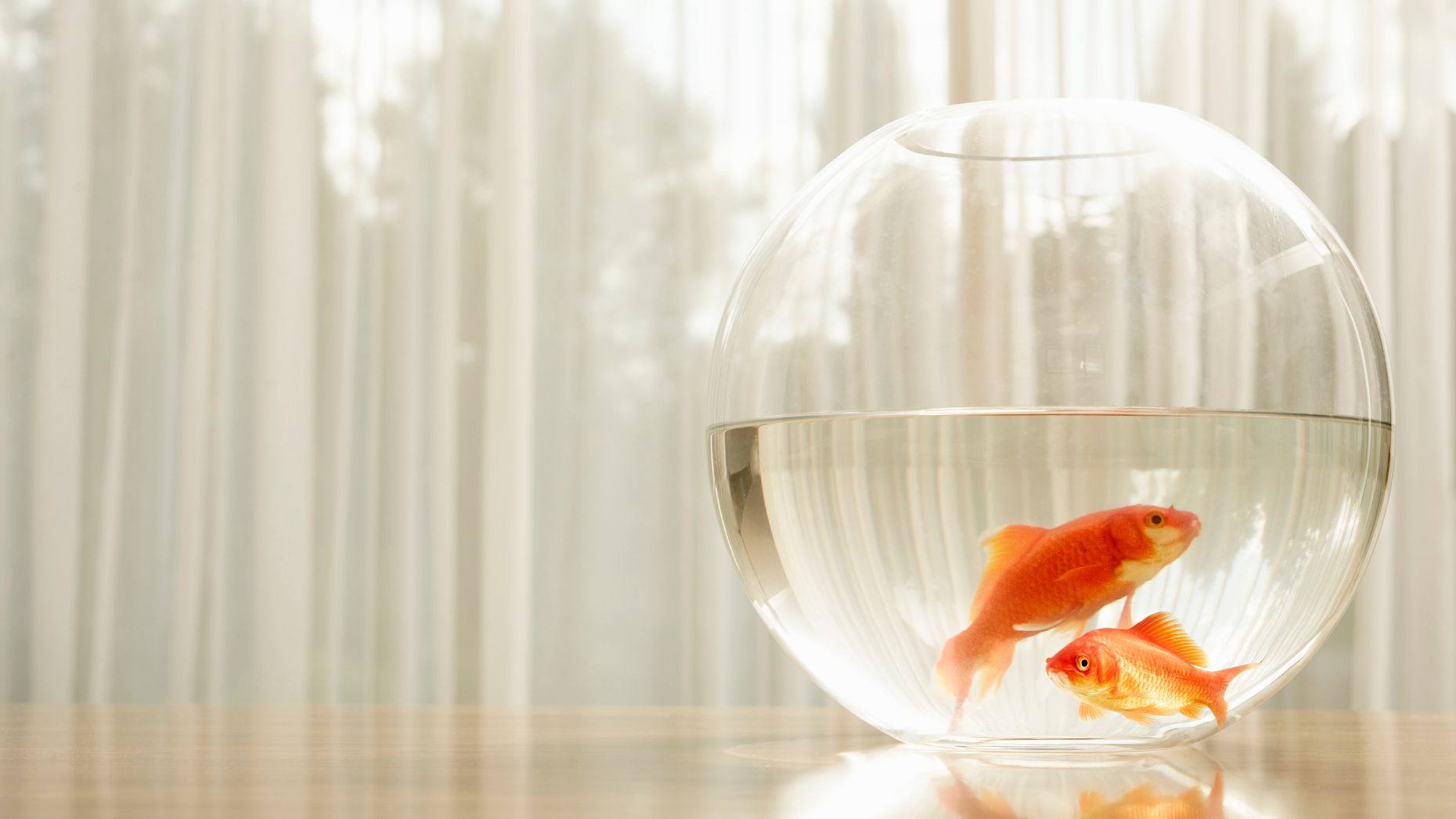 Landlord’s $200 ‘aggressive breed’ fee for pet fish shocks internet