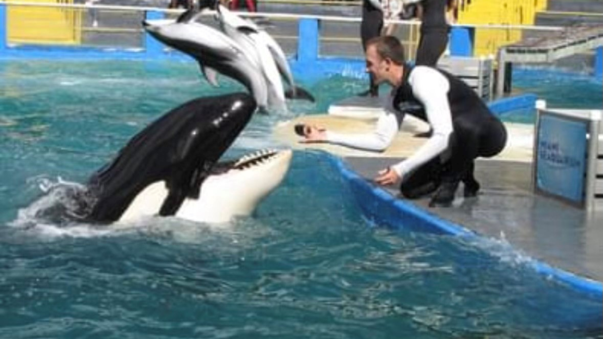 ‘She was an amazing animal’: Former trainer reacts to killer whale Lolita’s death at Miami Seaquarium