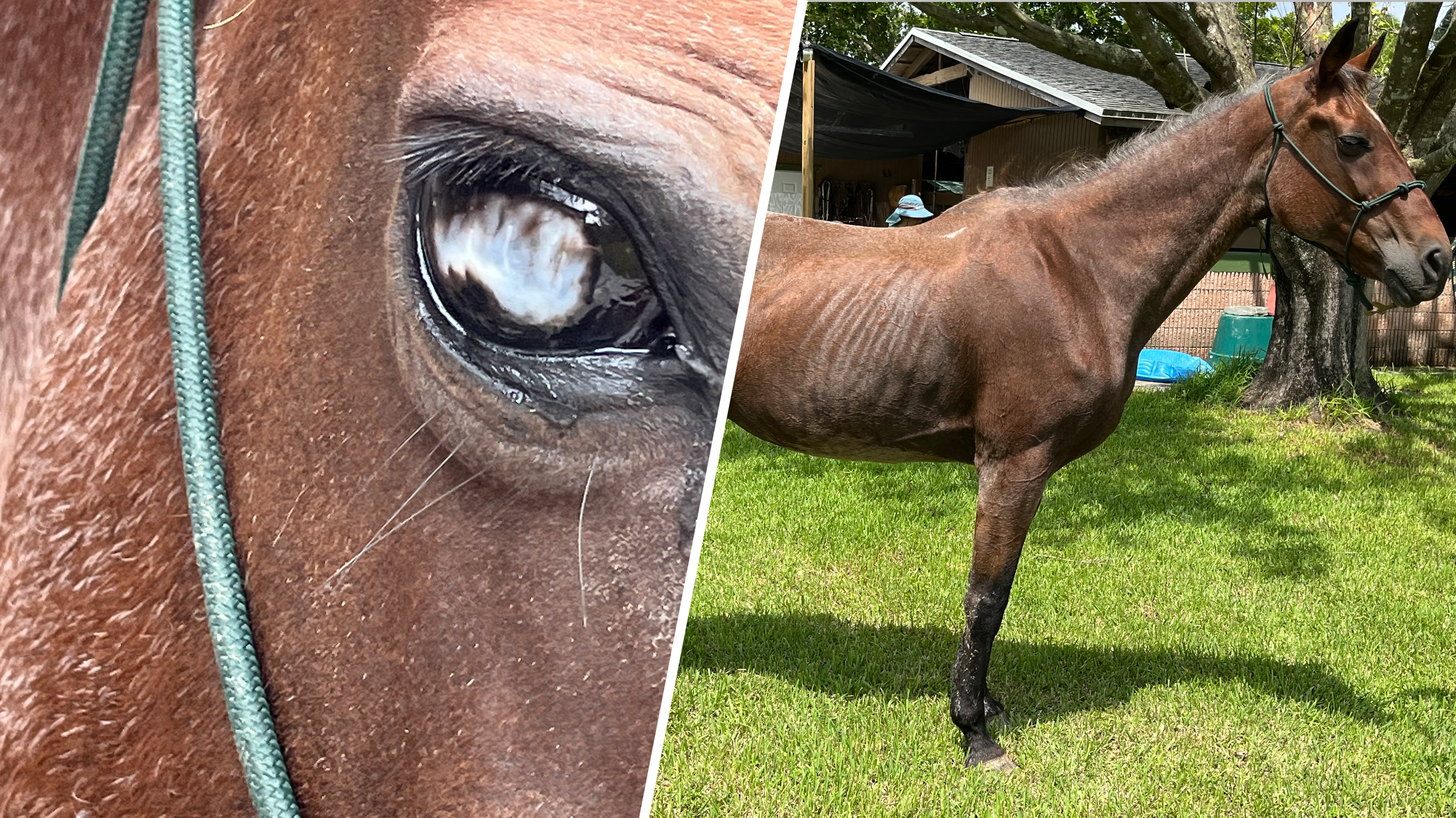 Homestead owner charged after horse found underweight, on dangerous property