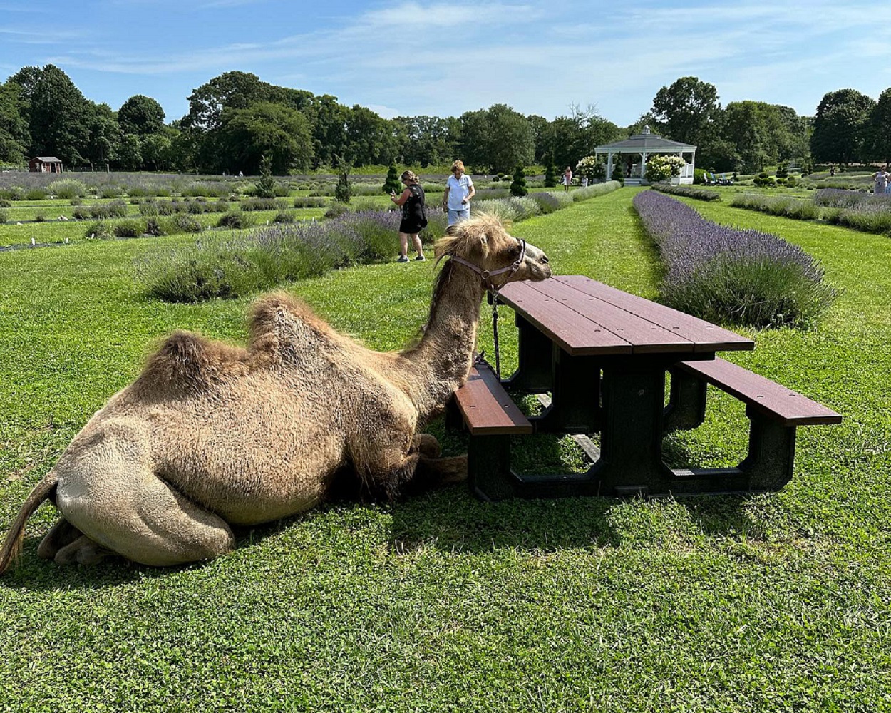 Lavender Waves Farm: A Rhode Island Oasis Crafted by Dr. Henry Cabrera