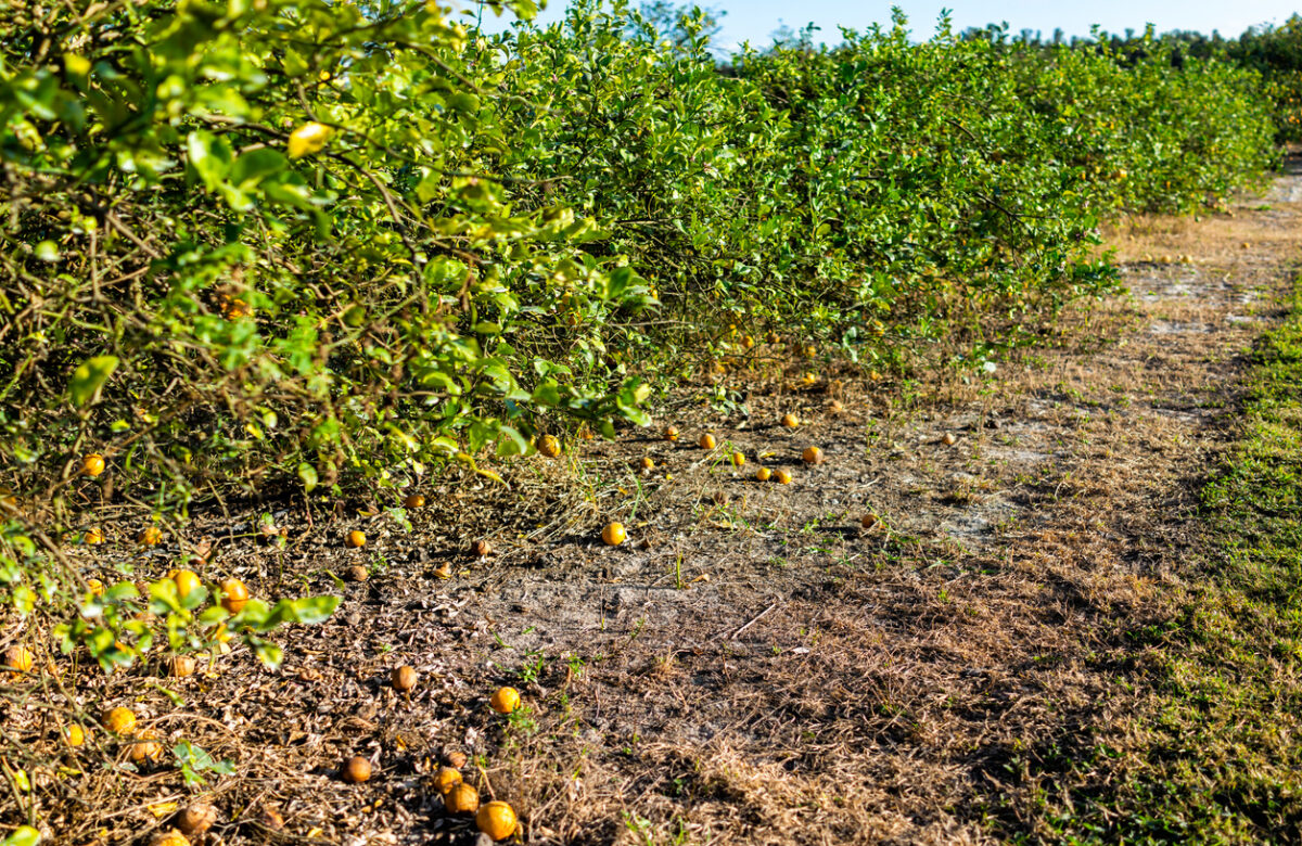 Alico Inc. to Exit Florida Citrus Industry Amid Challenges