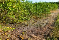 Alico Inc. to Exit Florida Citrus Industry Amid Challenges